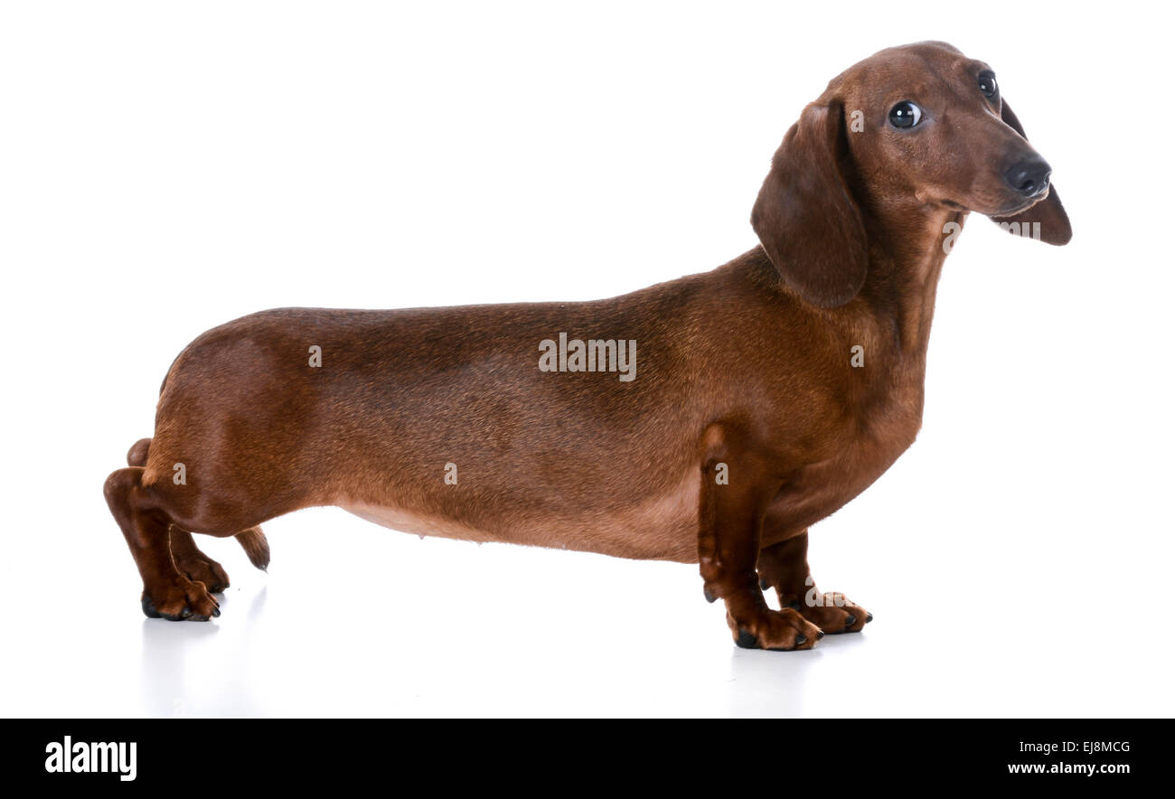 Liscia in miniatura bassotto in piedi su sfondo bianco Foto Stock