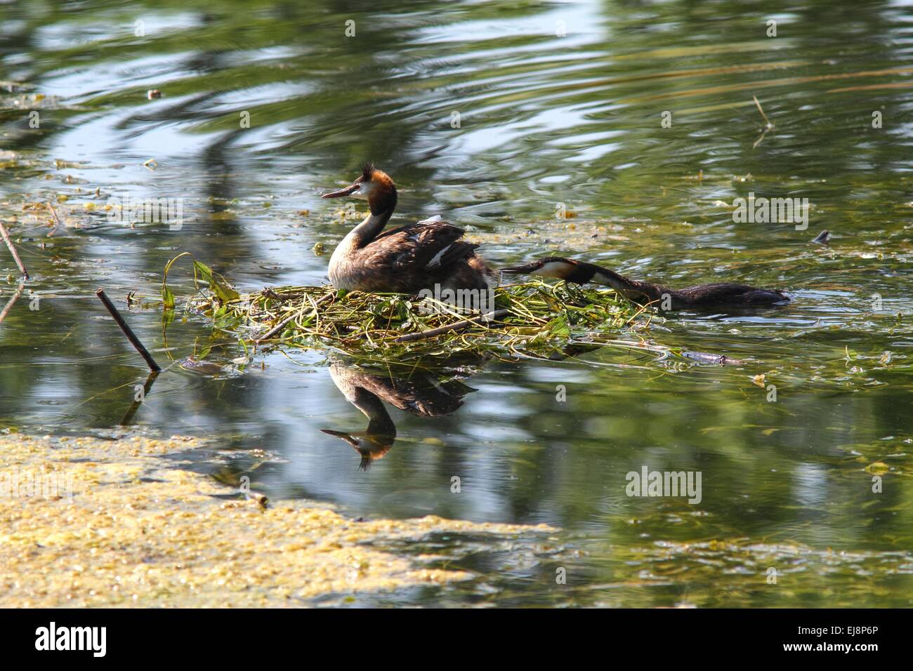 Eared grebe sul suo nido in acqua Foto Stock