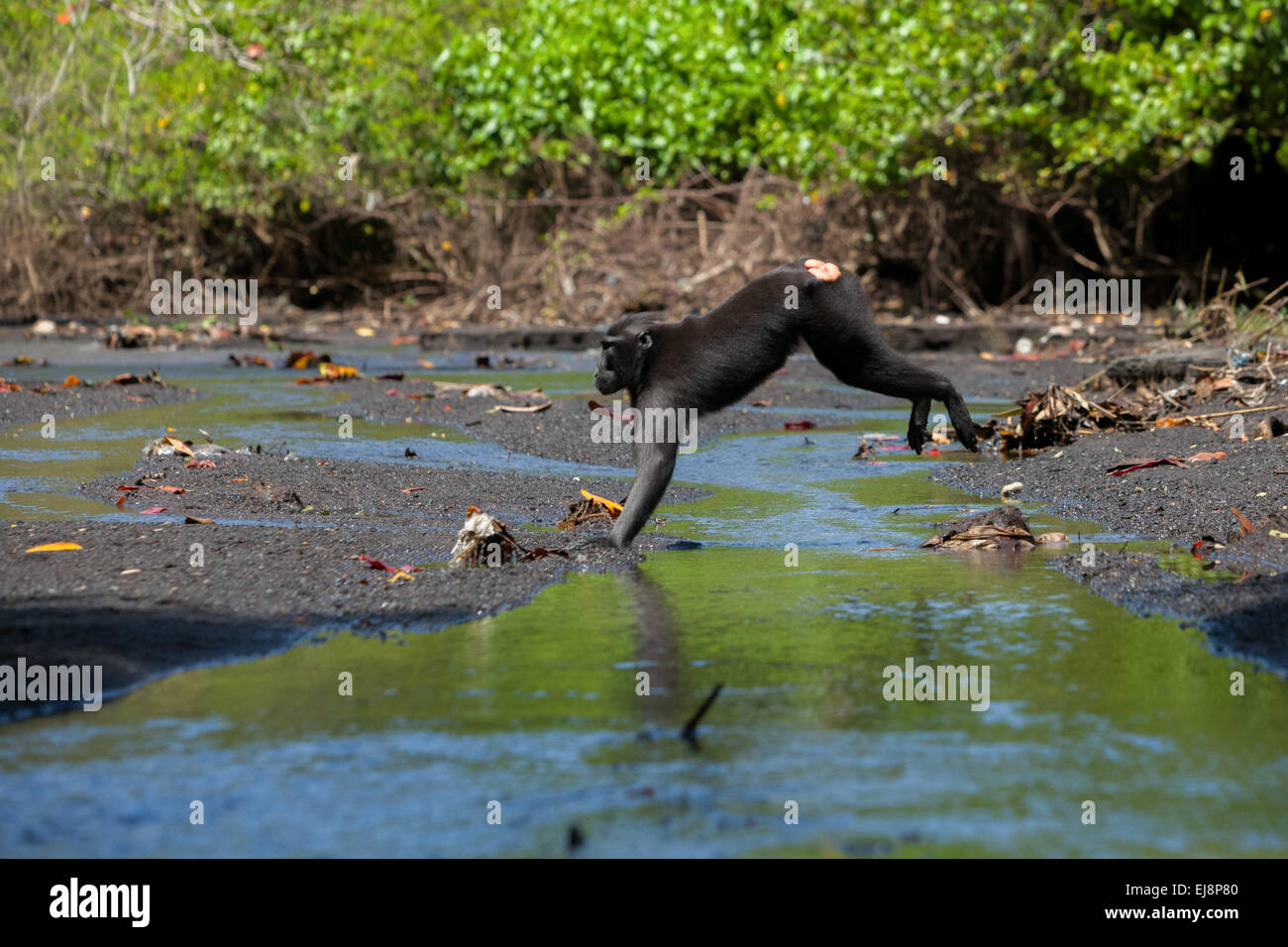Un macaco crestato (Macaca nigra) salta mentre si allontana su un ruscello vicino a una spiaggia nella foresta di Tangkoko, Sulawesi settentrionale, Indonesia. Foto Stock