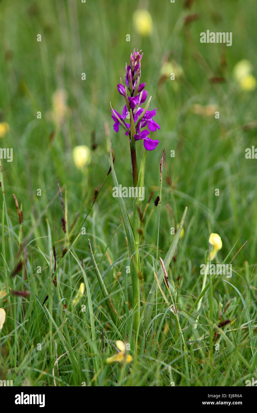 Early marsh, orchidea Dactylorhiza incarnata Foto Stock