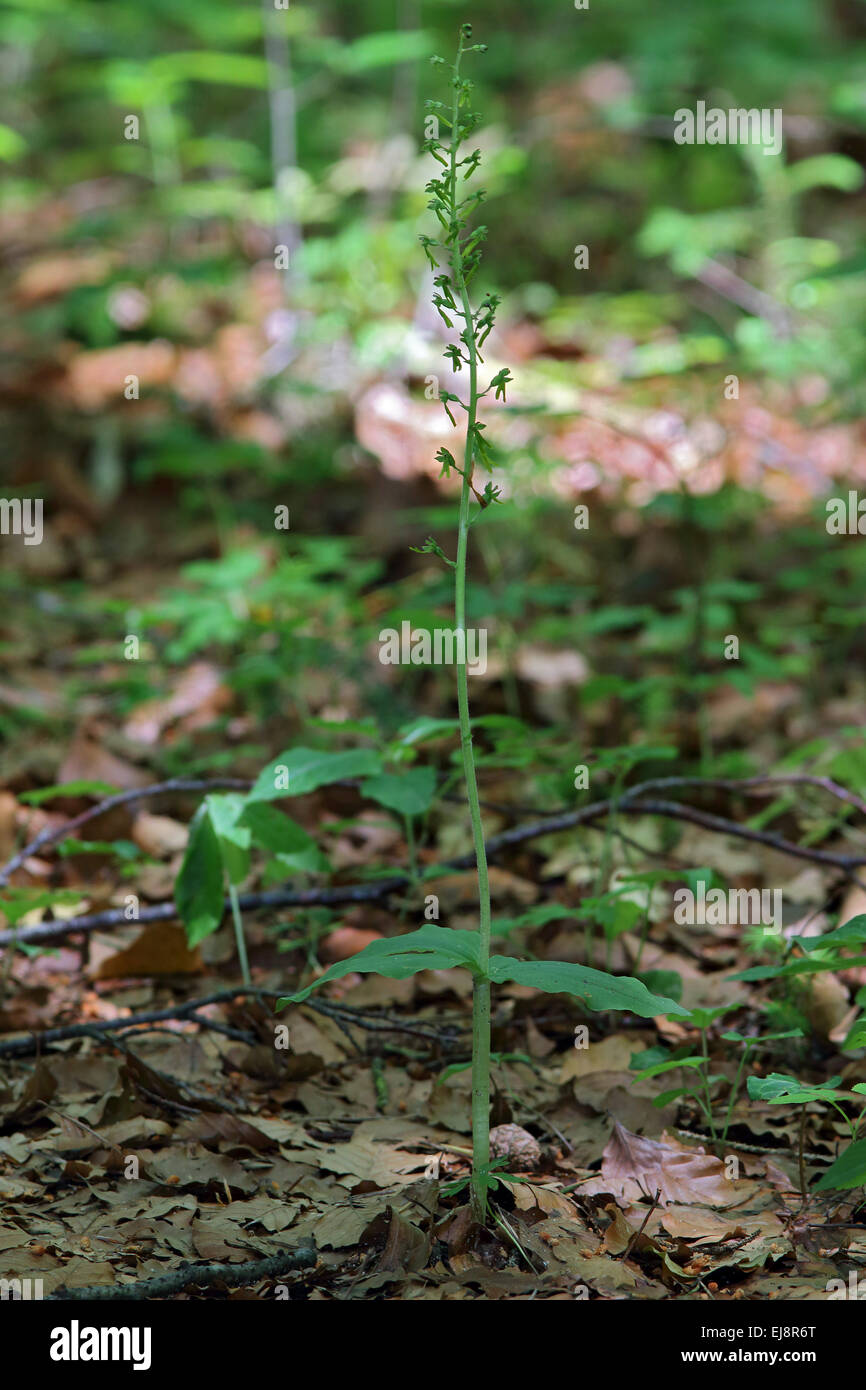 Twayblade comune, Listeria ovata Foto Stock