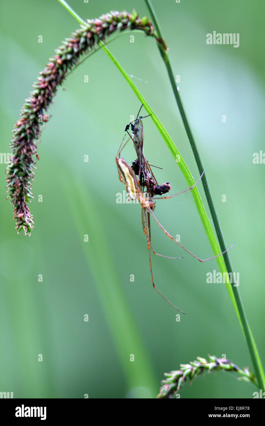 A lungo a ganasce Orb Weaver, Tetragnatha montana Foto Stock