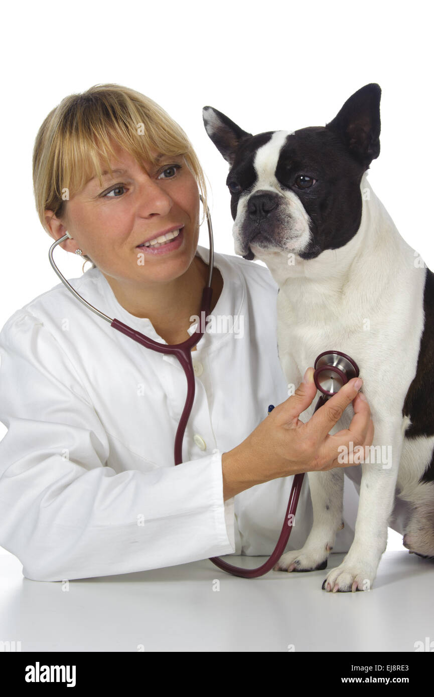 Femmina medico veterinario con il cane Foto Stock