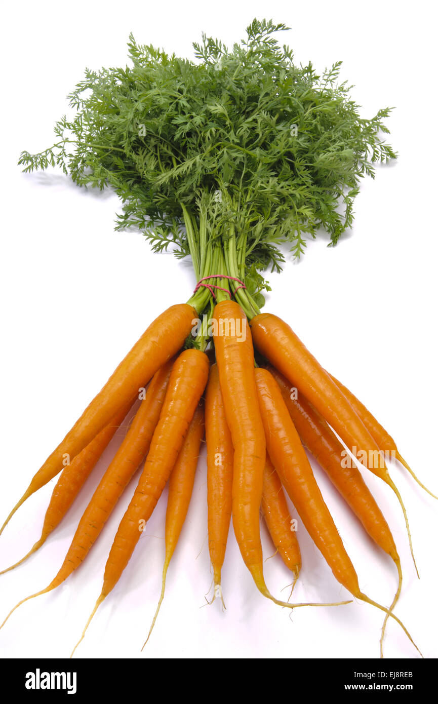 Bundel di carote fresche Foto Stock