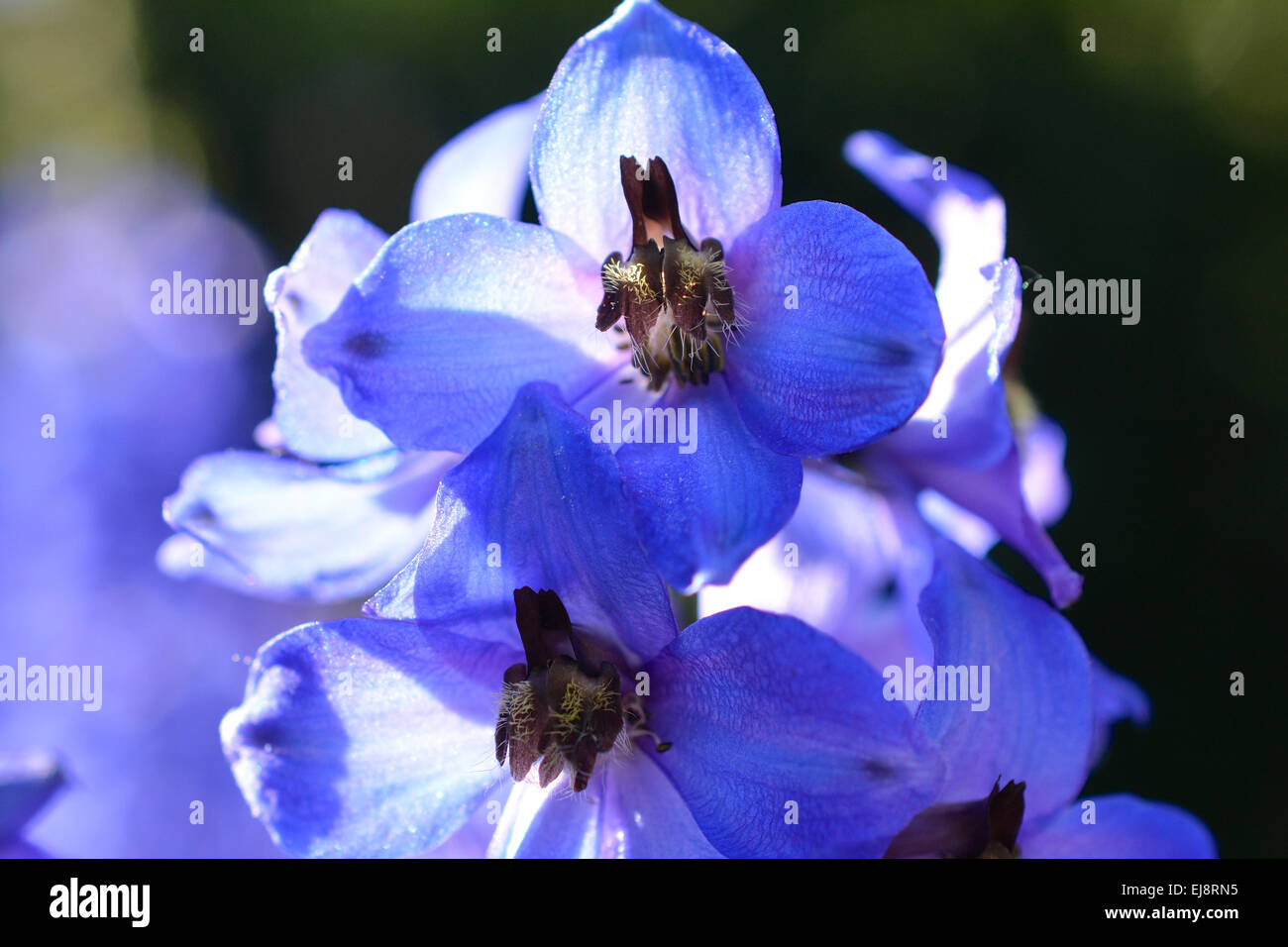 Il Blauer Rittersporn Foto Stock