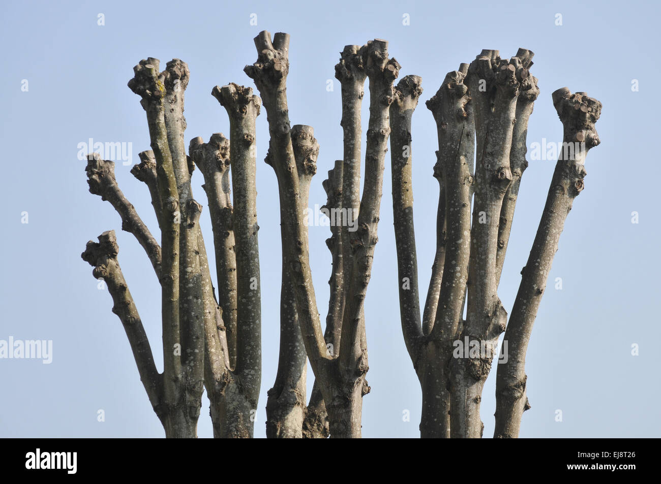 Pollarded alberi in Falmouth, Cornwall Foto Stock