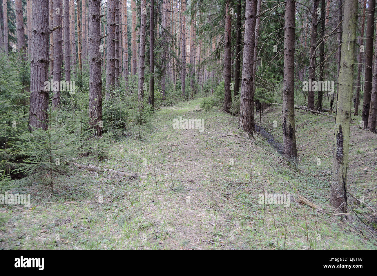 Sentiero nella molla di conifere forest Foto Stock