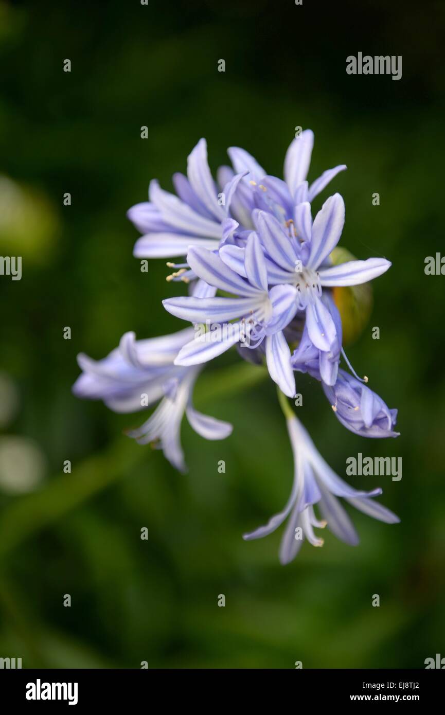 Agapanthus Foto Stock