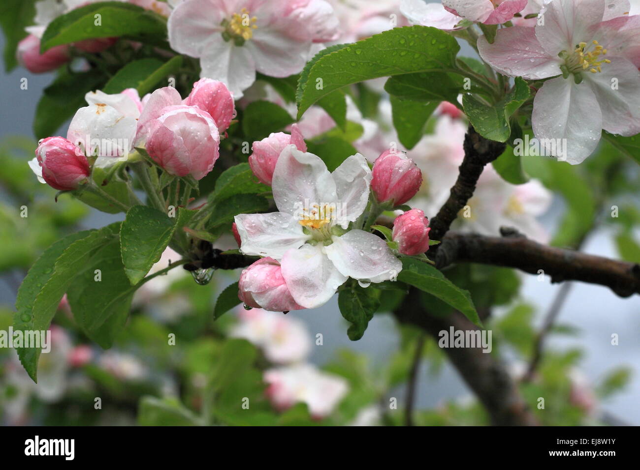 Apple Blossom bianco rosa Foto Stock