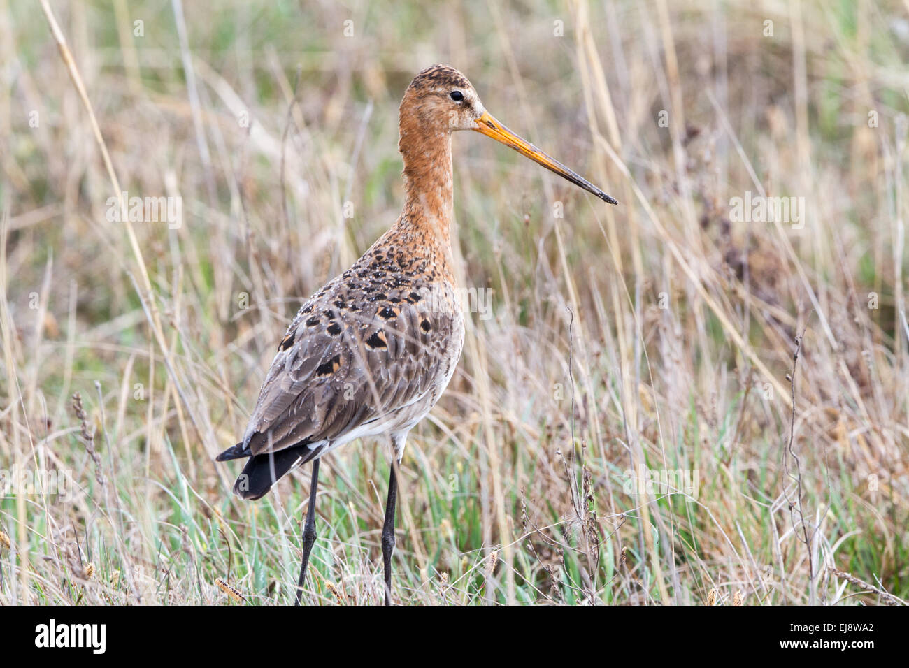 Nero-tailed godwit Foto Stock