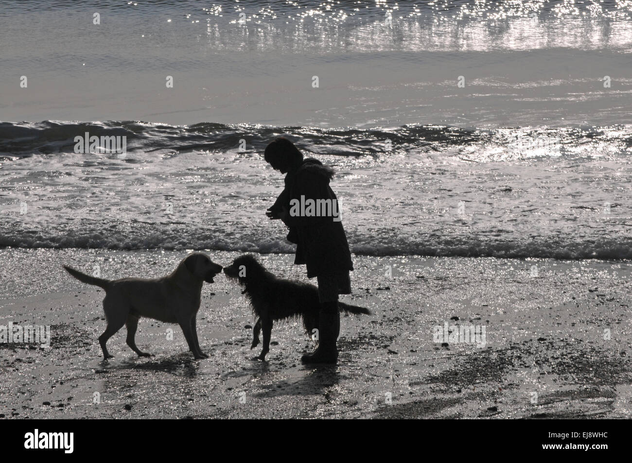 Una donna cammina con i suoi due cani su una spiaggia della Cornovaglia Foto Stock