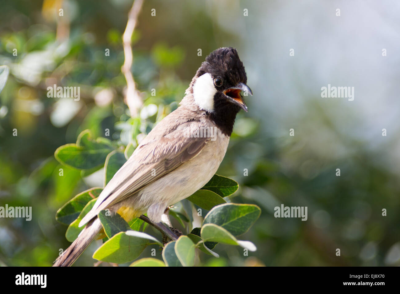 Bianco-eared bulbul Foto Stock