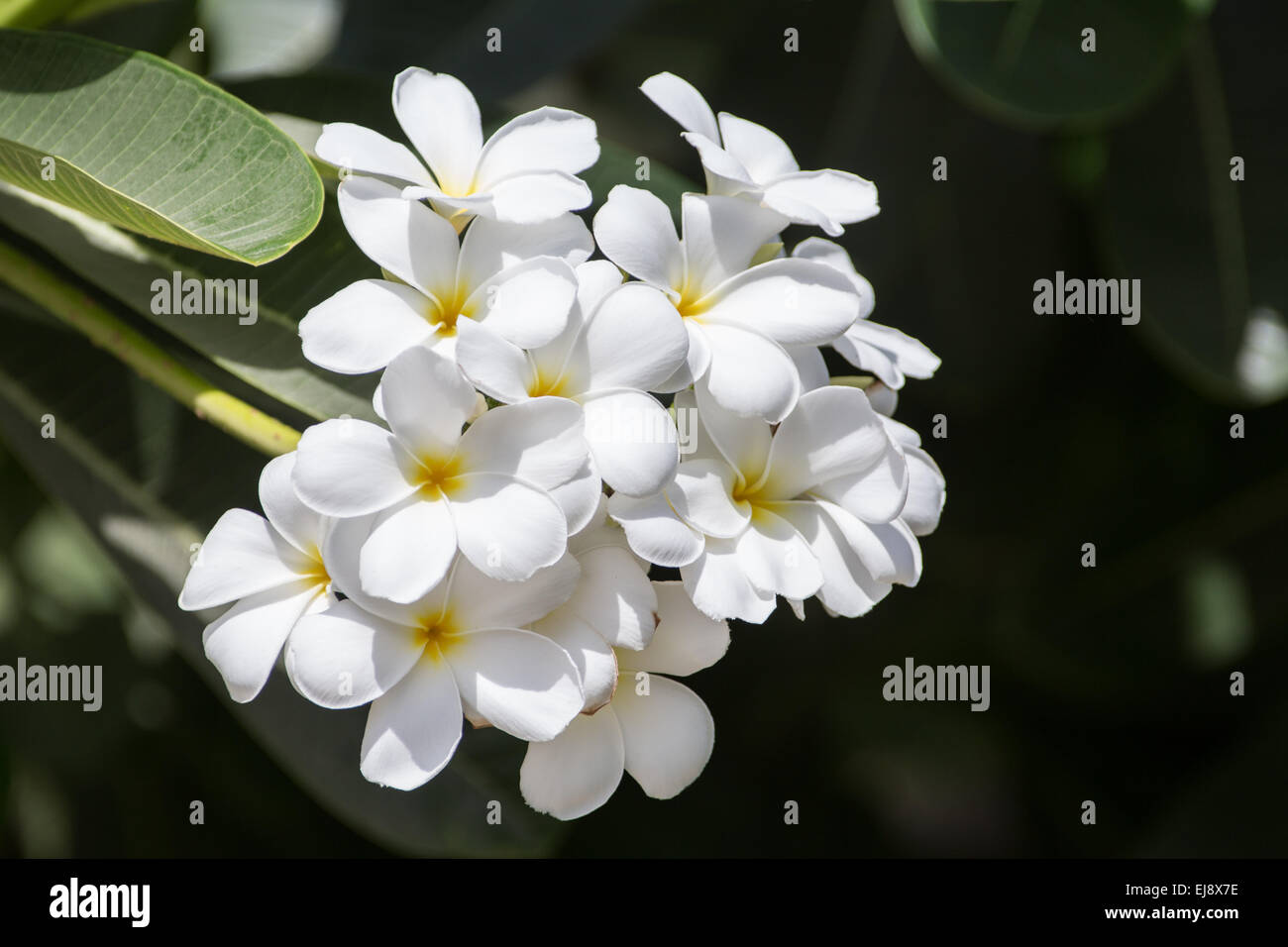 Albero Pagoda Foto Stock