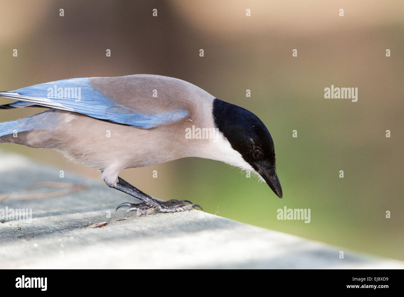 Azure gazza alato Foto Stock