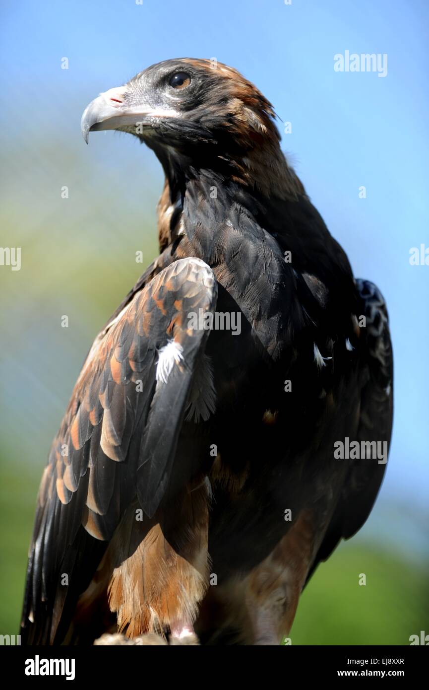 Cuneo Tailed Eagle Foto Stock