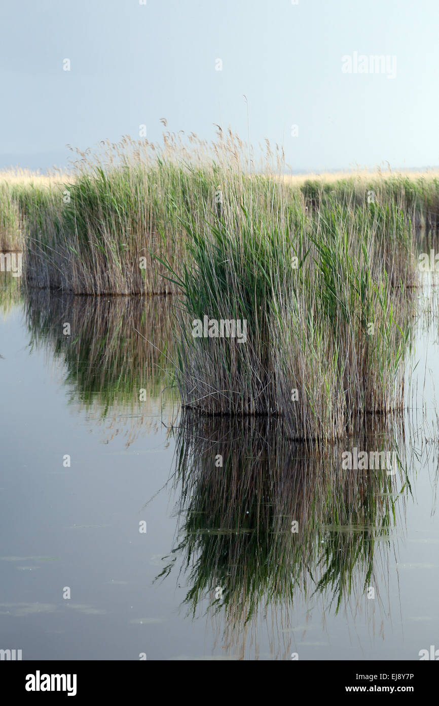 Il lago di Neusiedl National Park, Austria Foto Stock