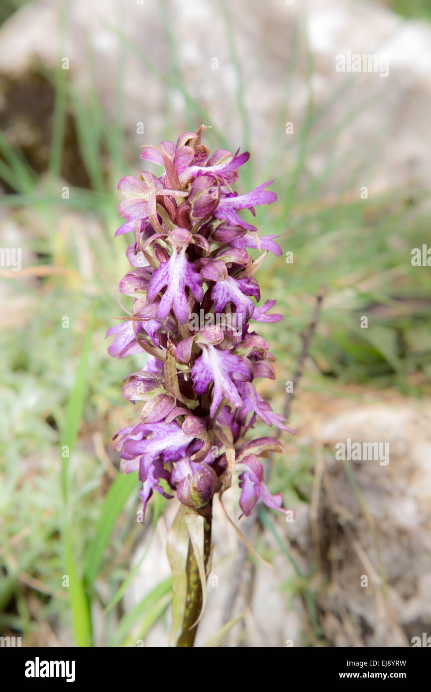 Orchidea gigante Foto Stock