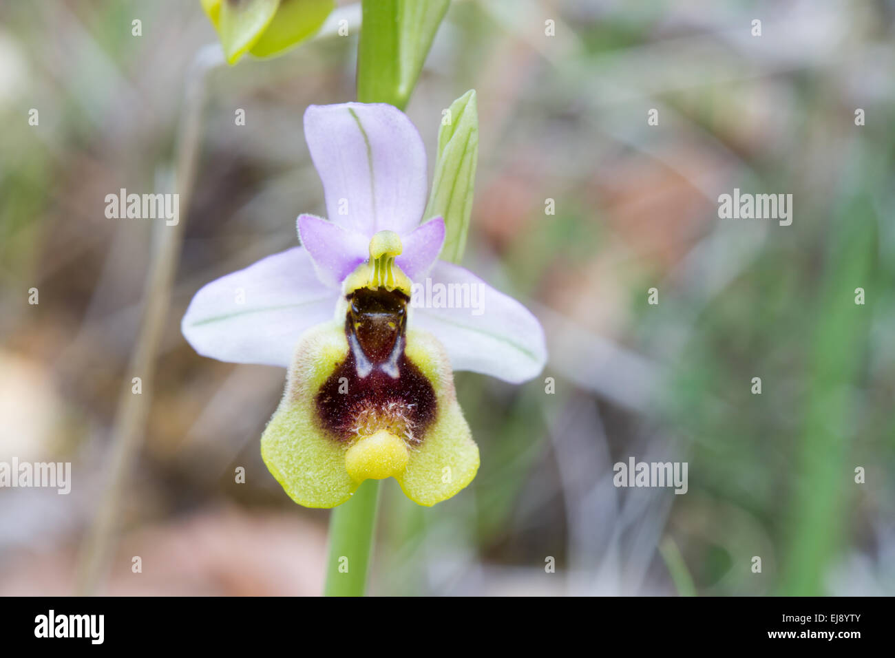 Orchidea della tentredine Foto Stock