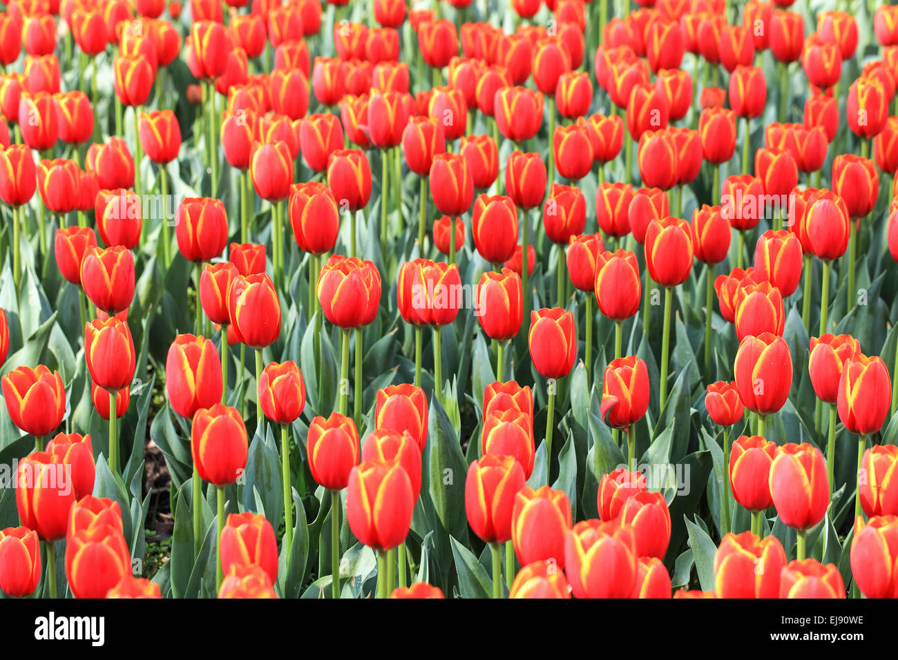 Sfondo di tulipani Foto Stock