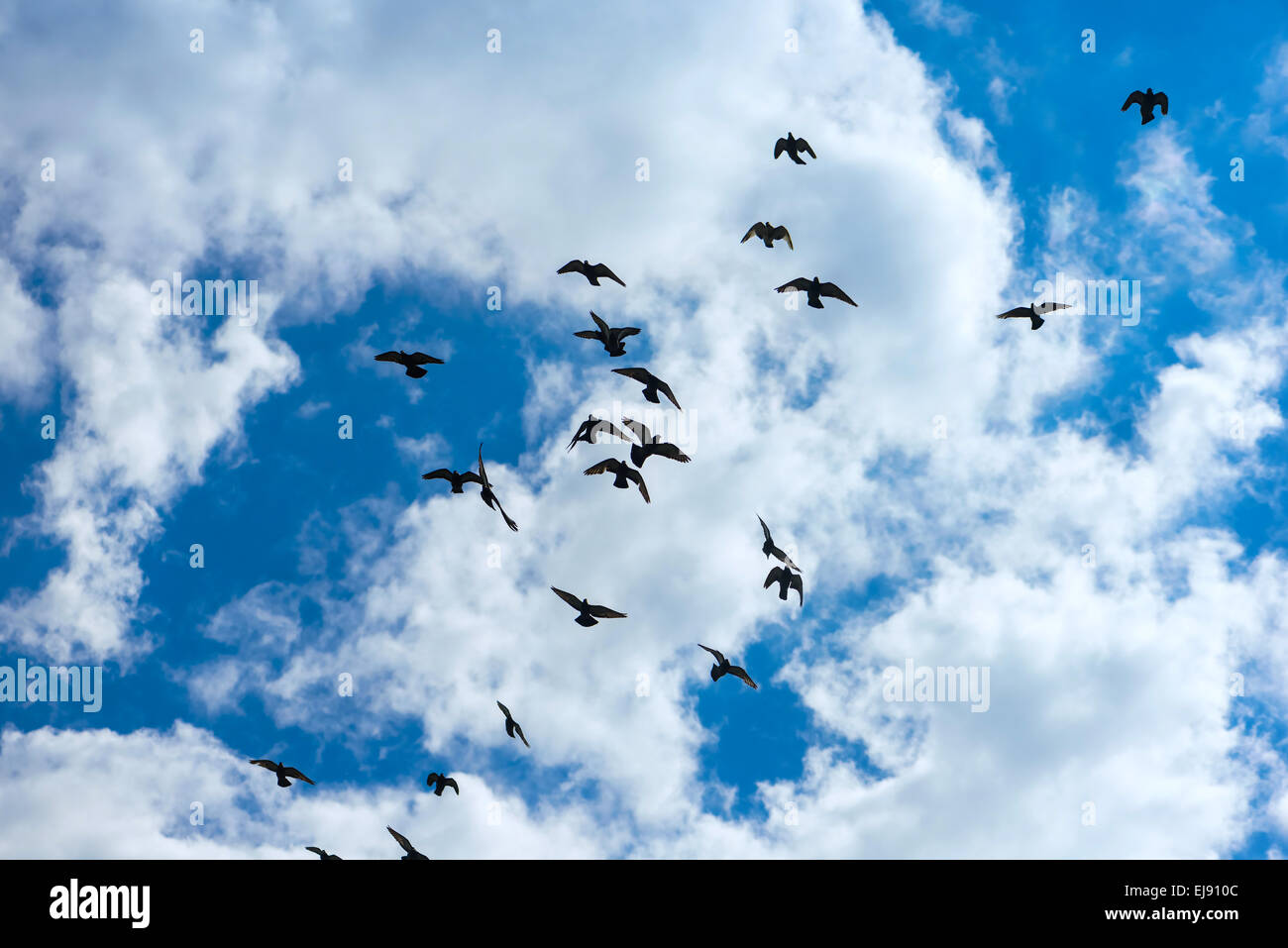 Stormo di piccioni battenti Foto Stock