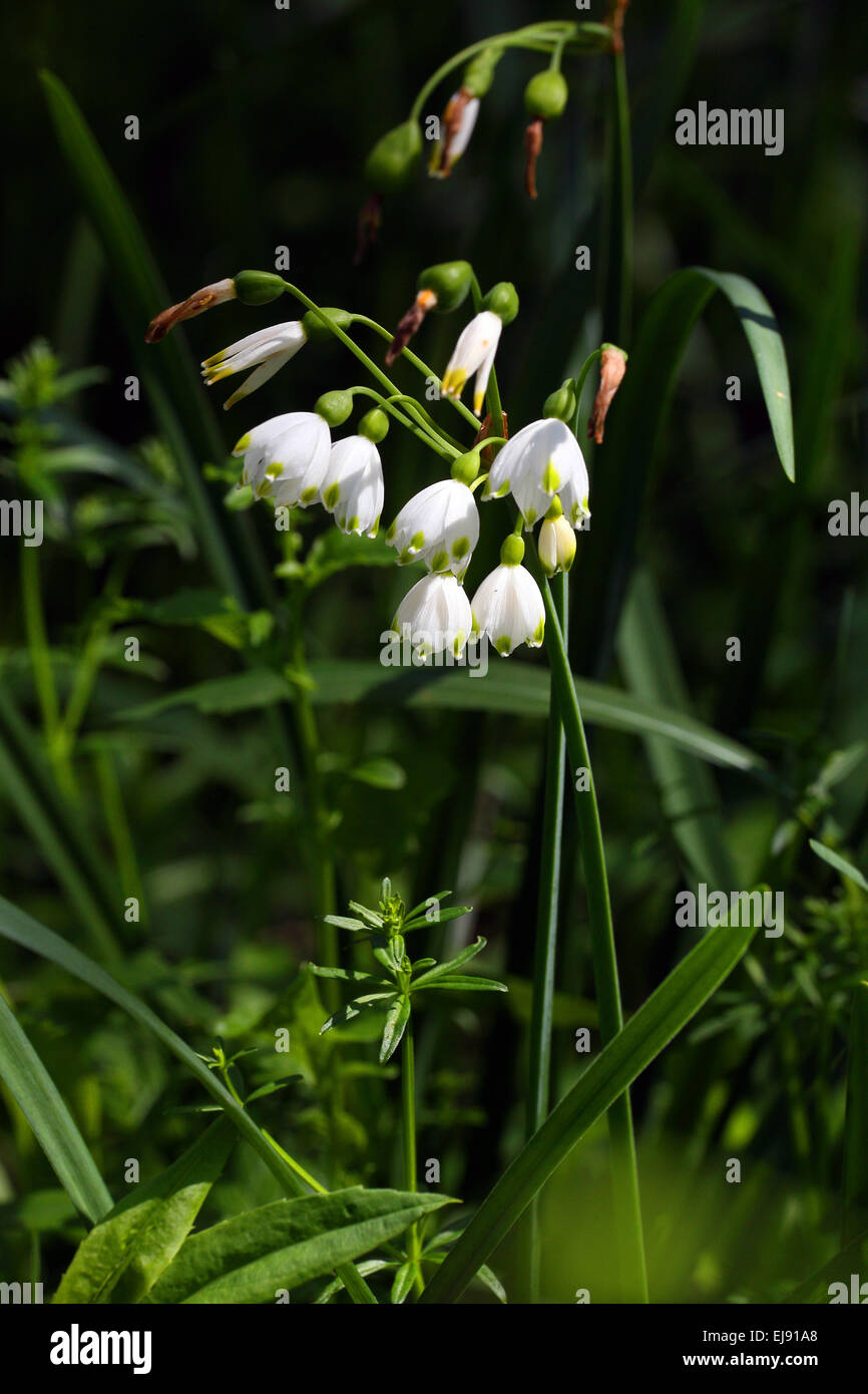 In estate il simbolo del fiocco di neve, Leucojum aestivum Foto Stock