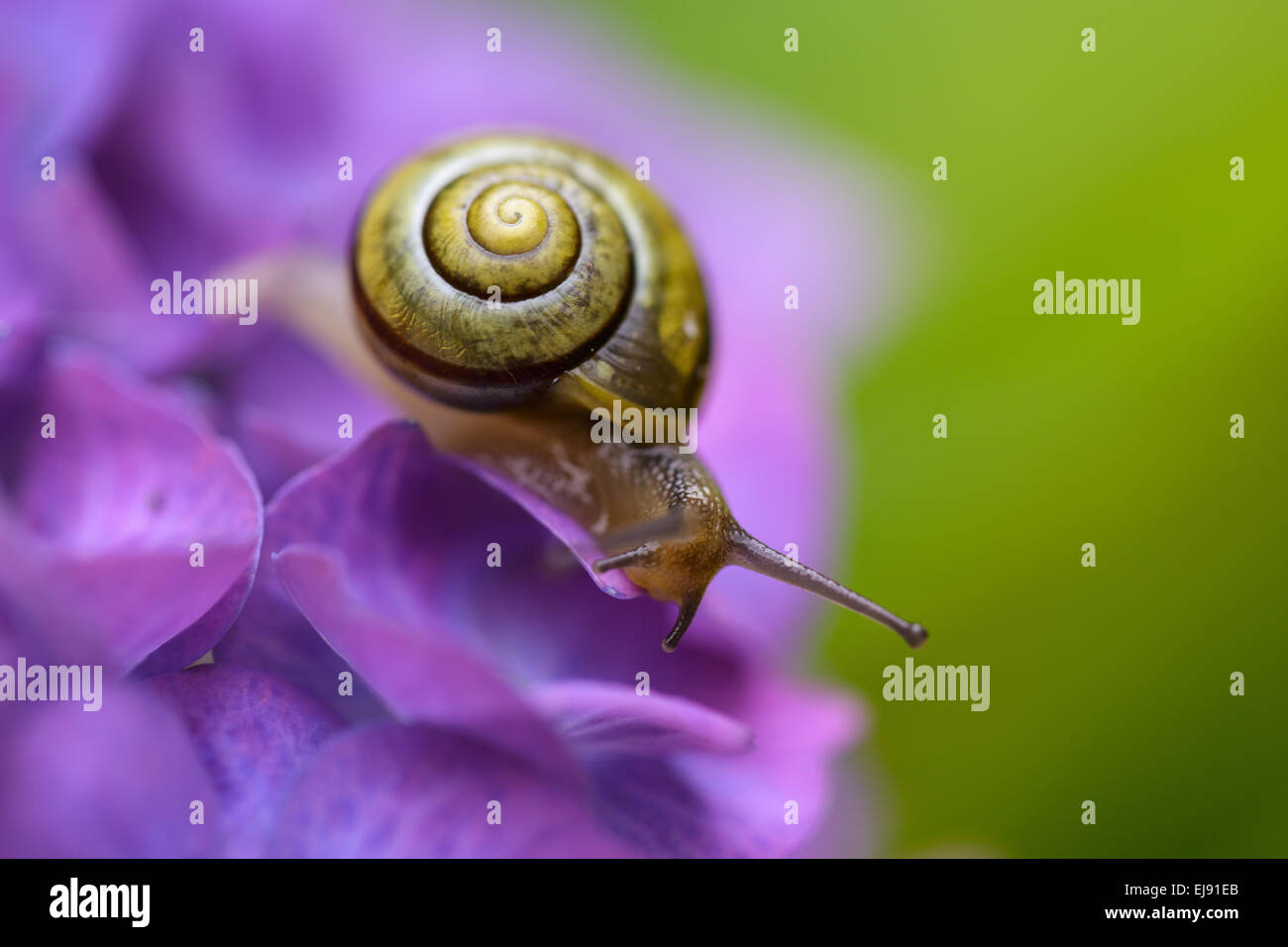 Va a passo di lumaca nel giardino estivo Foto Stock