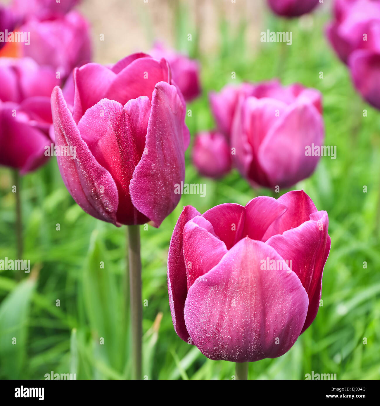 Primo piano della viola i tulipani Foto Stock