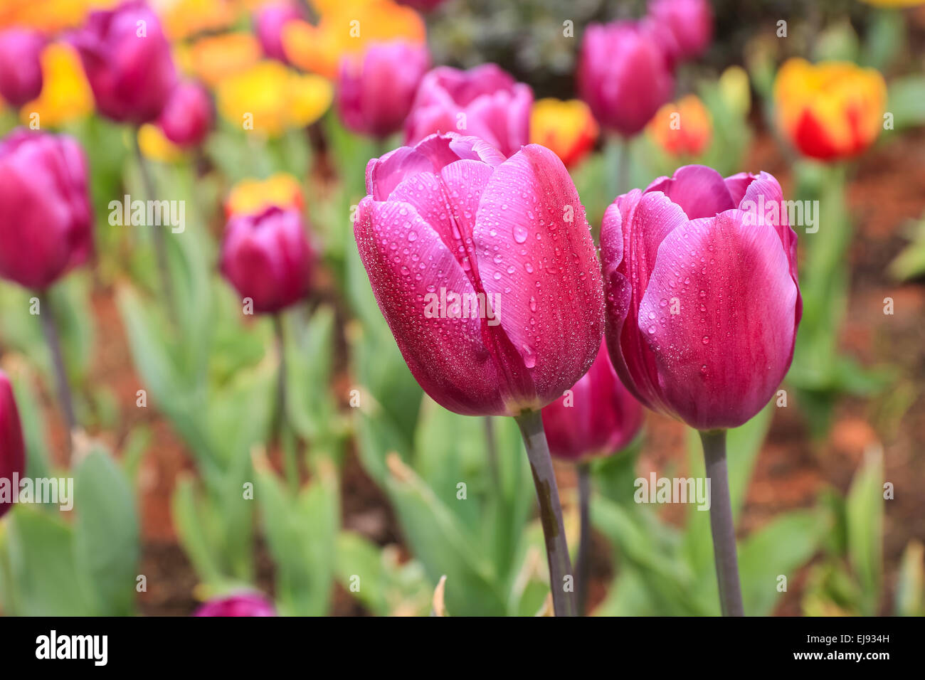 Tulipani viola closeup Foto Stock
