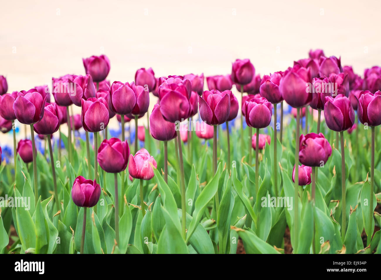 Viola sfondo tulipani Foto Stock