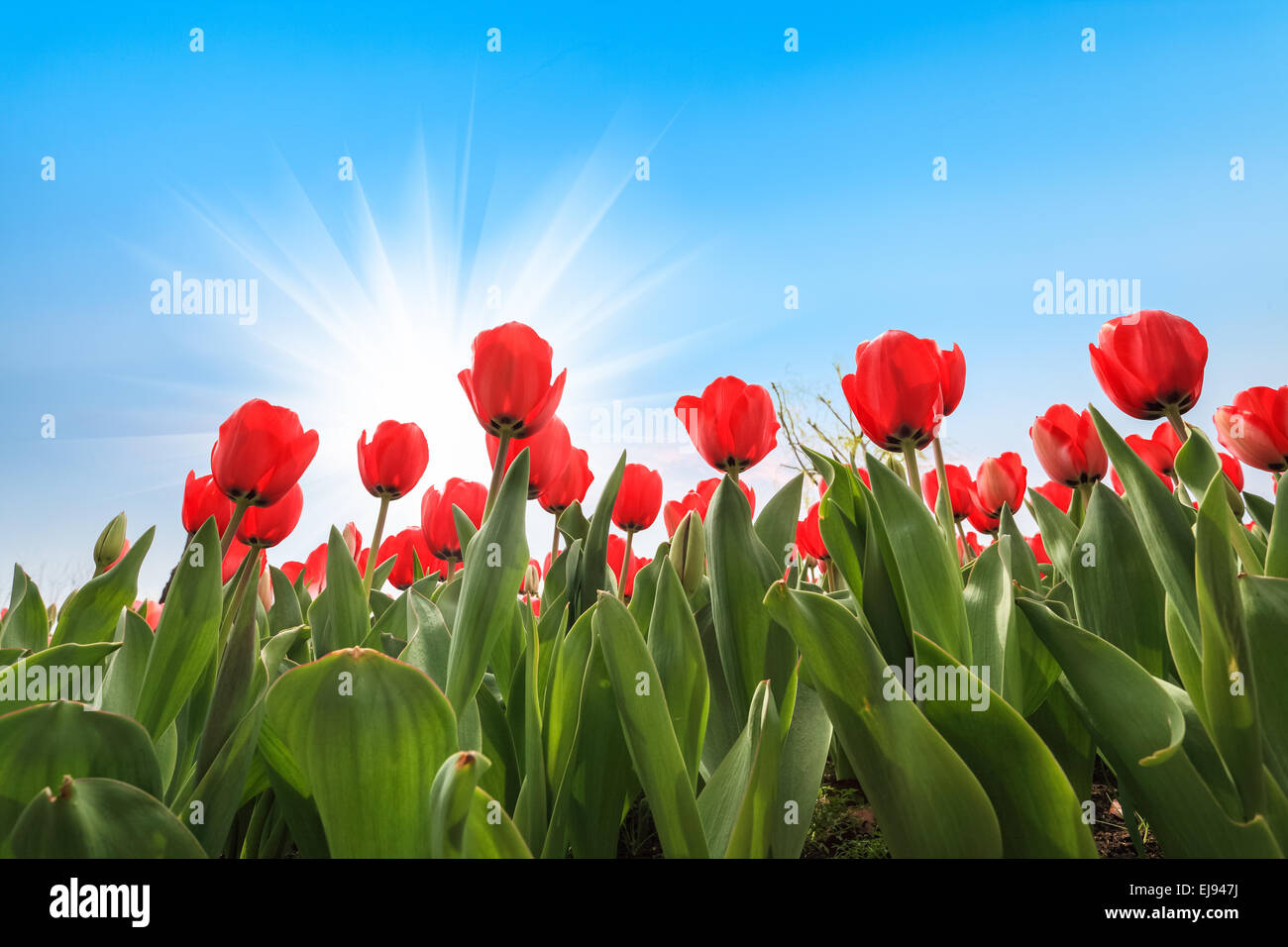 Molti tulipani rossi oltre il cielo blu Foto Stock