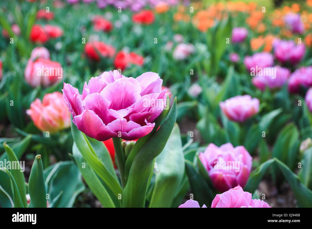 Di un bel colore rosa tulip con bokeh di fondo Foto Stock