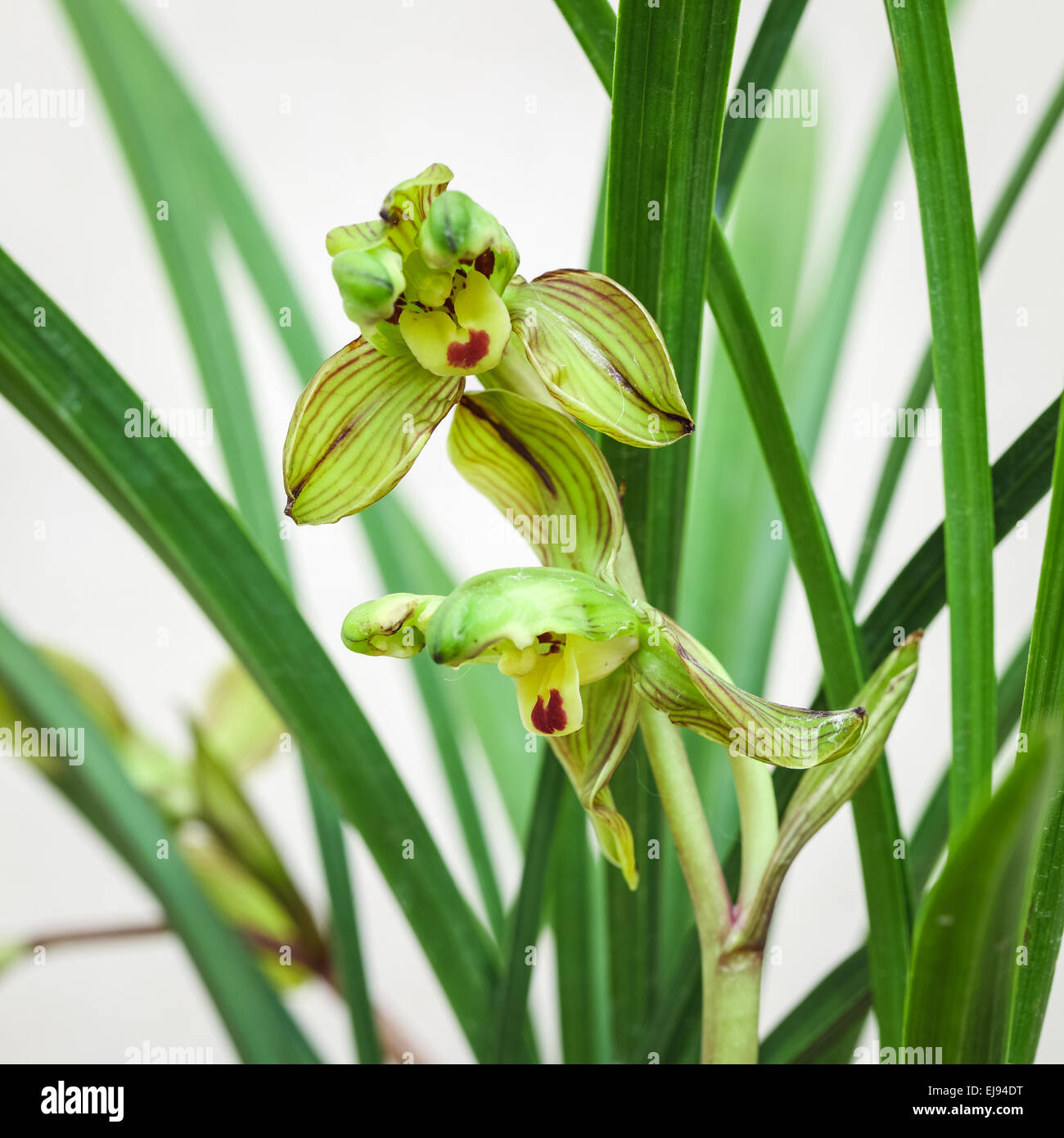 Cinese fioriscono orchidee Foto Stock