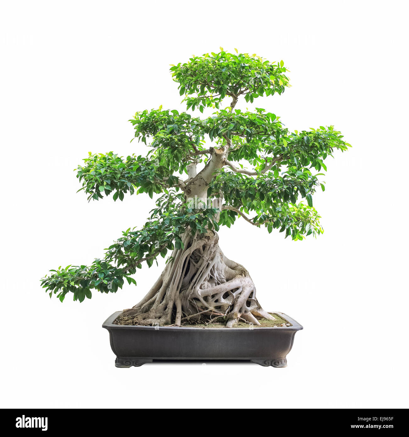 Bonsai verde banyan tree Foto Stock