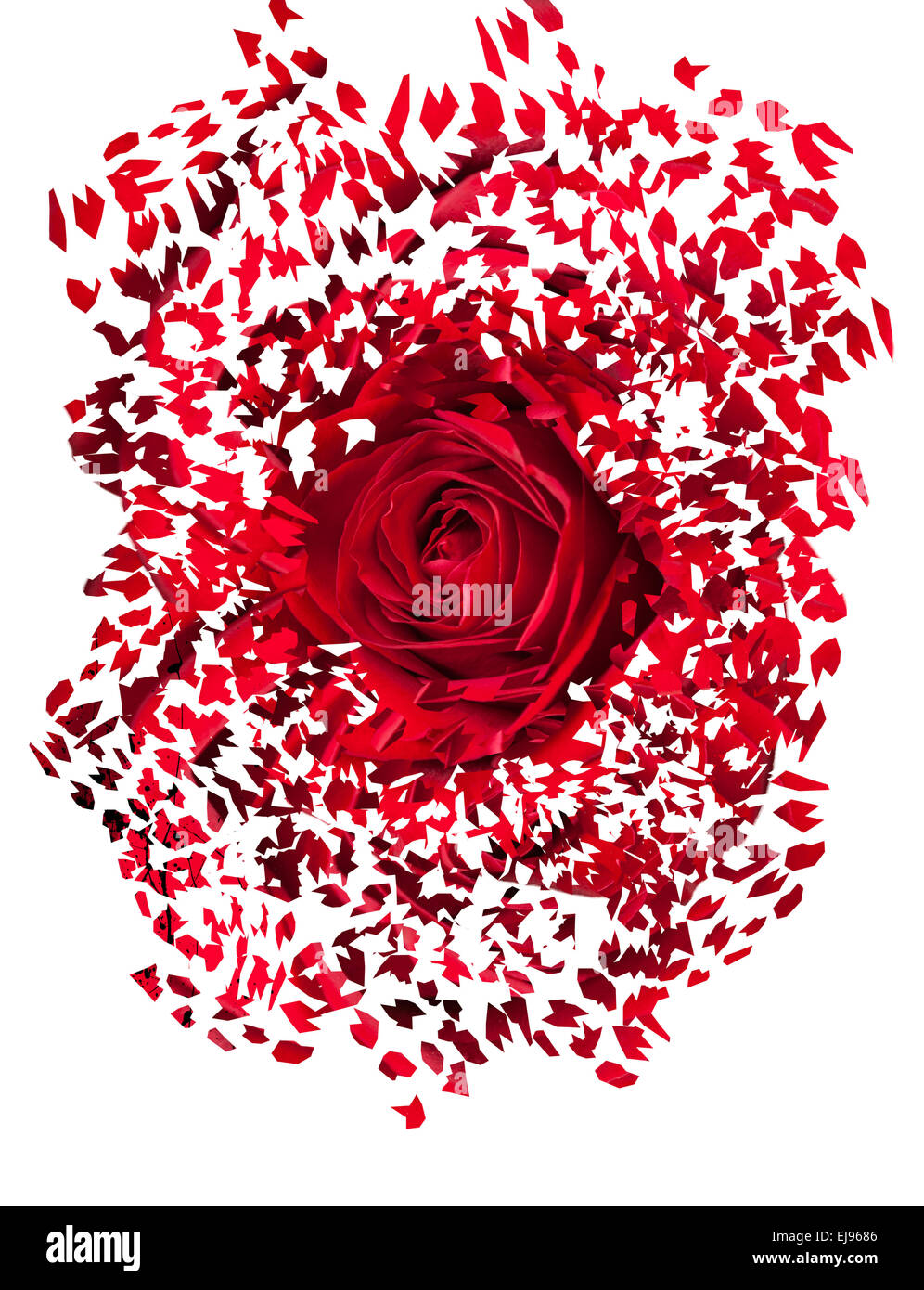 Primo piano di una rosa rossa esplodere Foto Stock