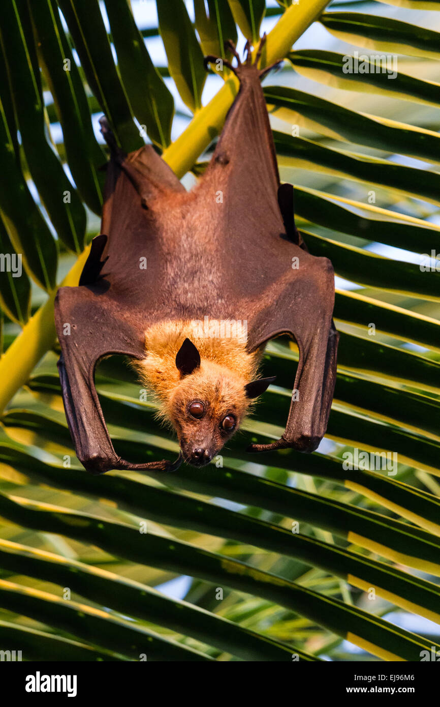 Pipistrello della frutta maldive immagini e fotografie stock ad alta  risoluzione - Alamy