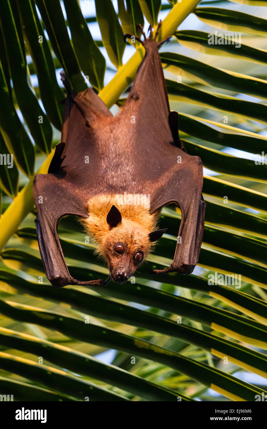 Maldive frutto bat Foto Stock