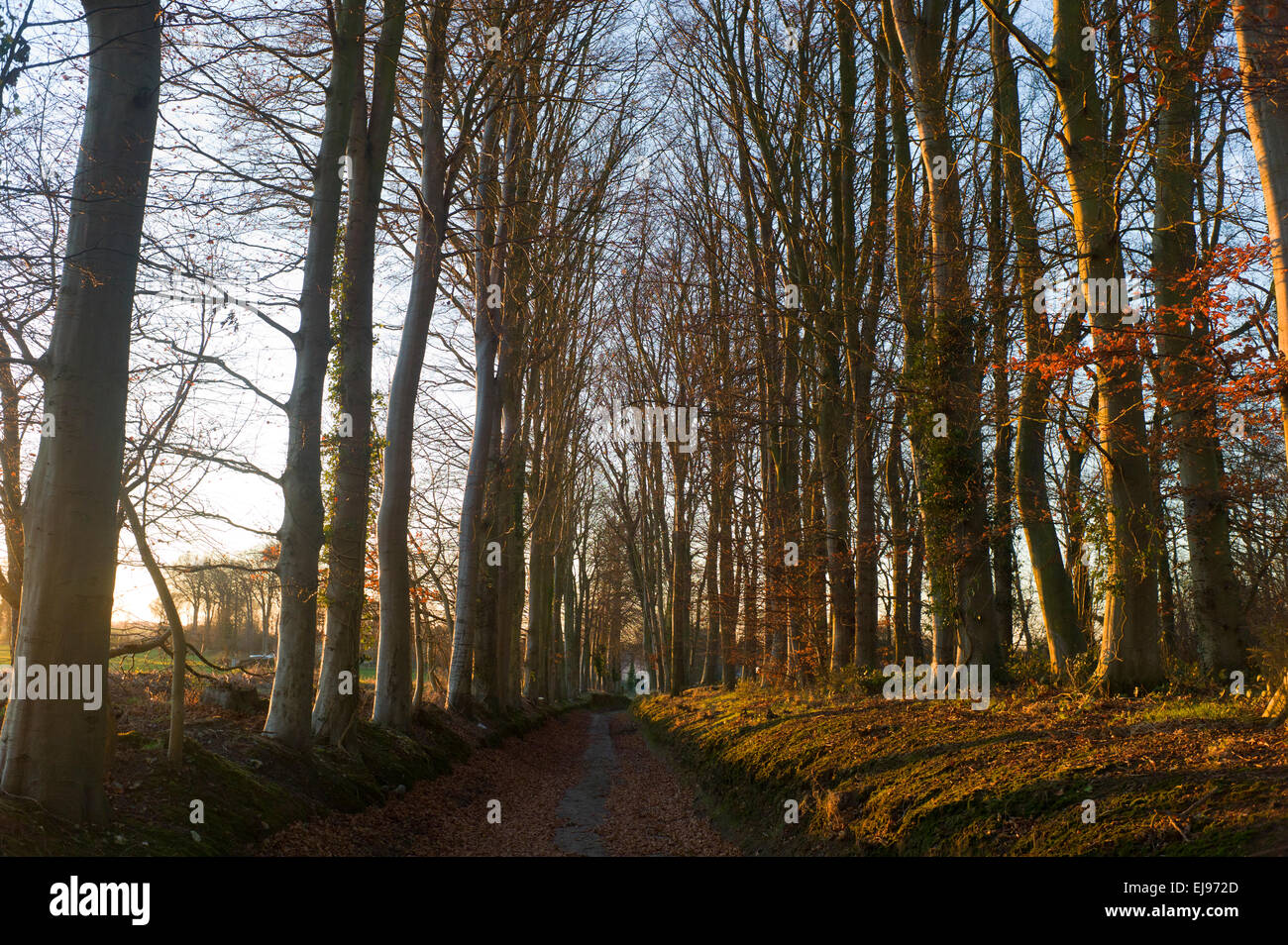 Viale alberato paese lane, bassa sole di mattina, l'inverno. Foto Stock