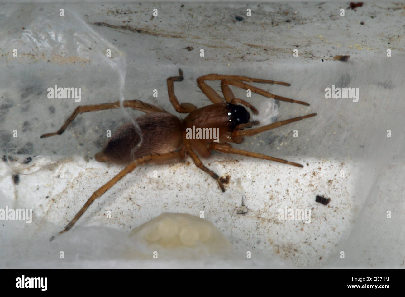 Sac spider, Sackspinne Foto Stock
