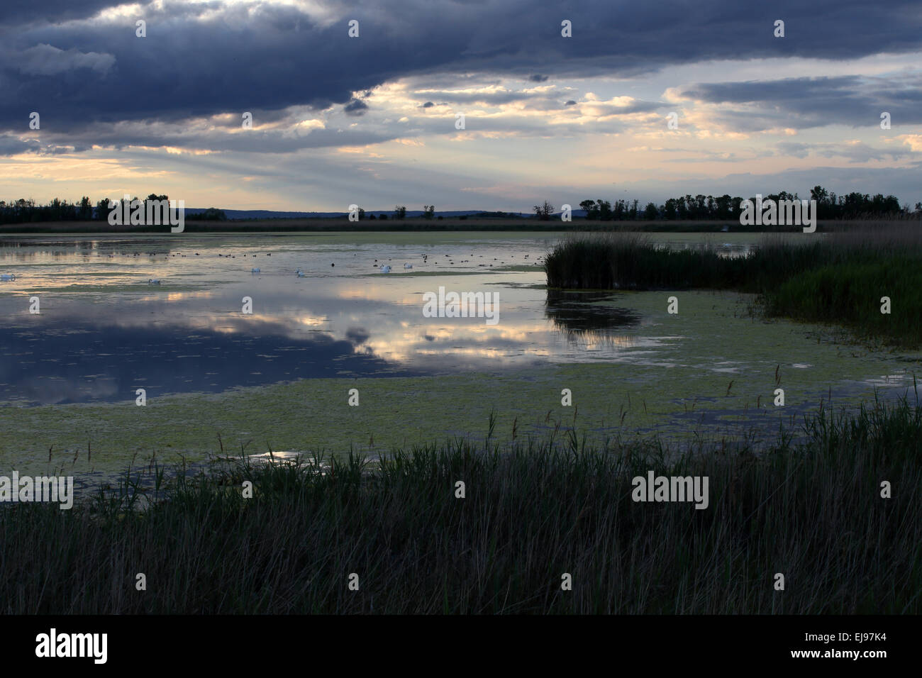 Il lago di Neusiedl National Park, Austria Foto Stock