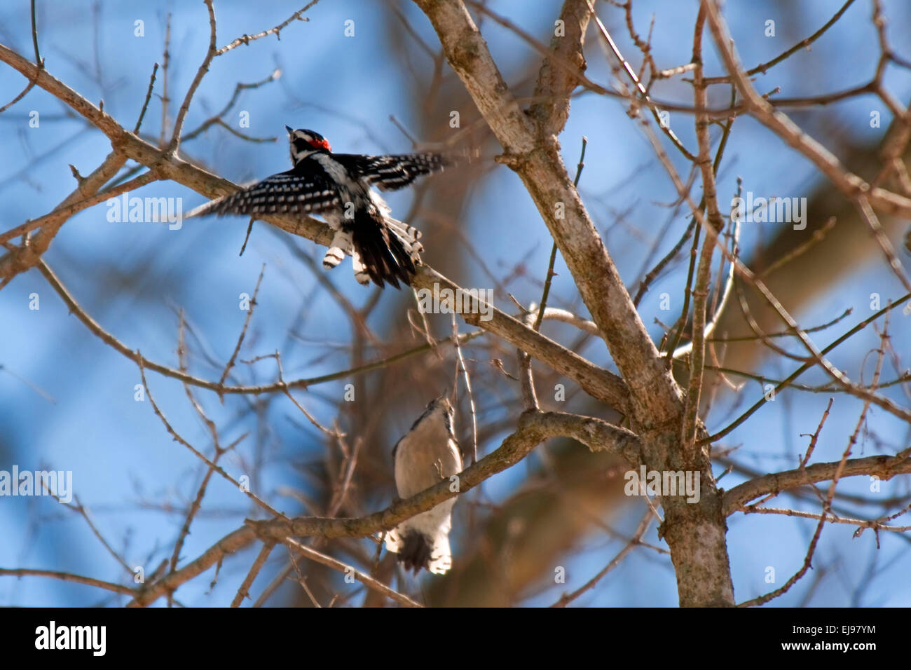 Due red-panciuto picchi in un treetop, uno in volo per l'albero, altri posatoi in esso. Foto Stock