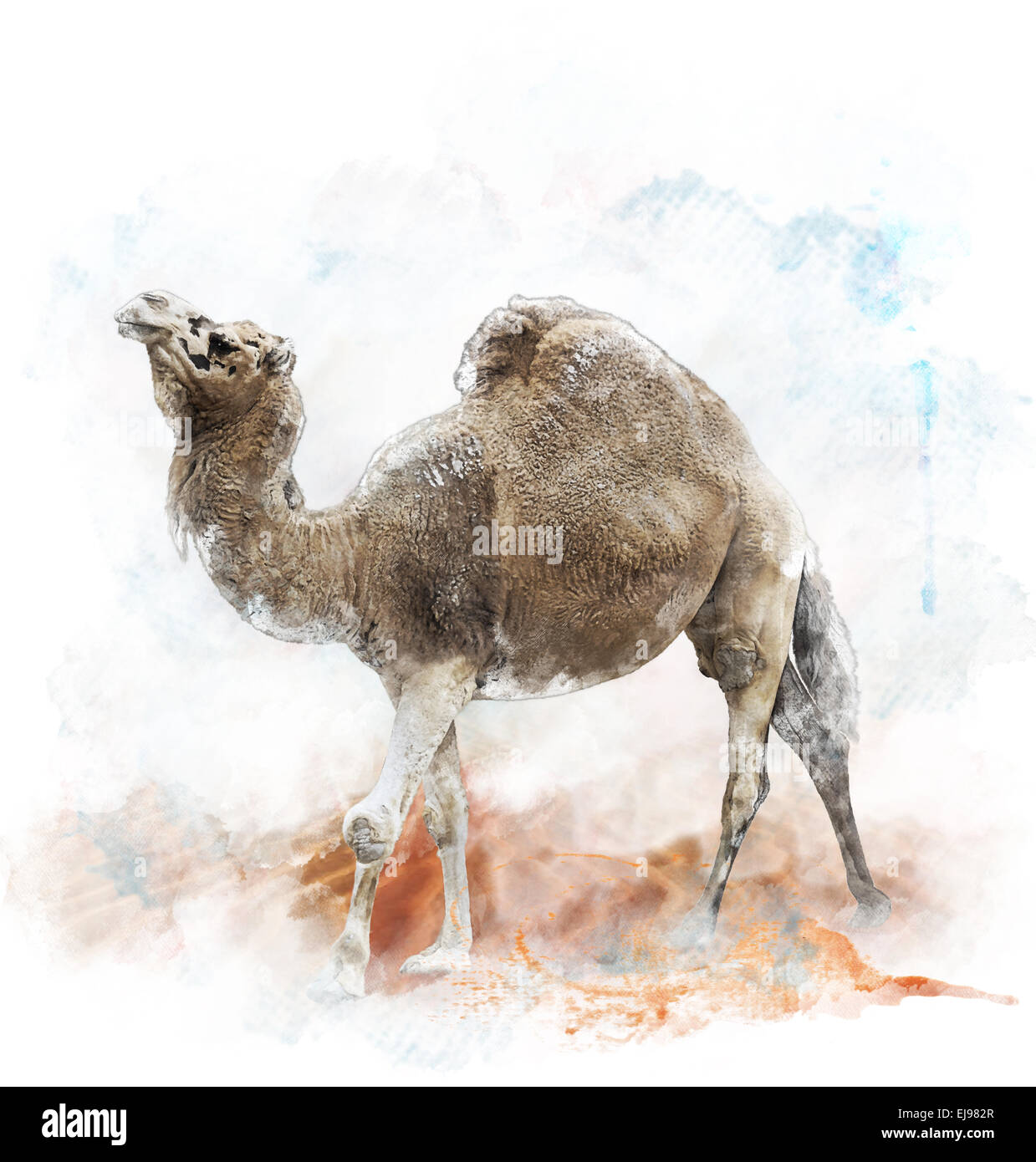 Immagine ad acquerello del cammello Single-Humped Foto Stock
