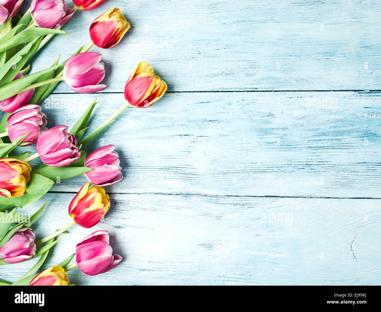 Rosa e tulipani rossi su sfondo blu sullo sfondo di legno. Spazio per il testo. Foto Stock