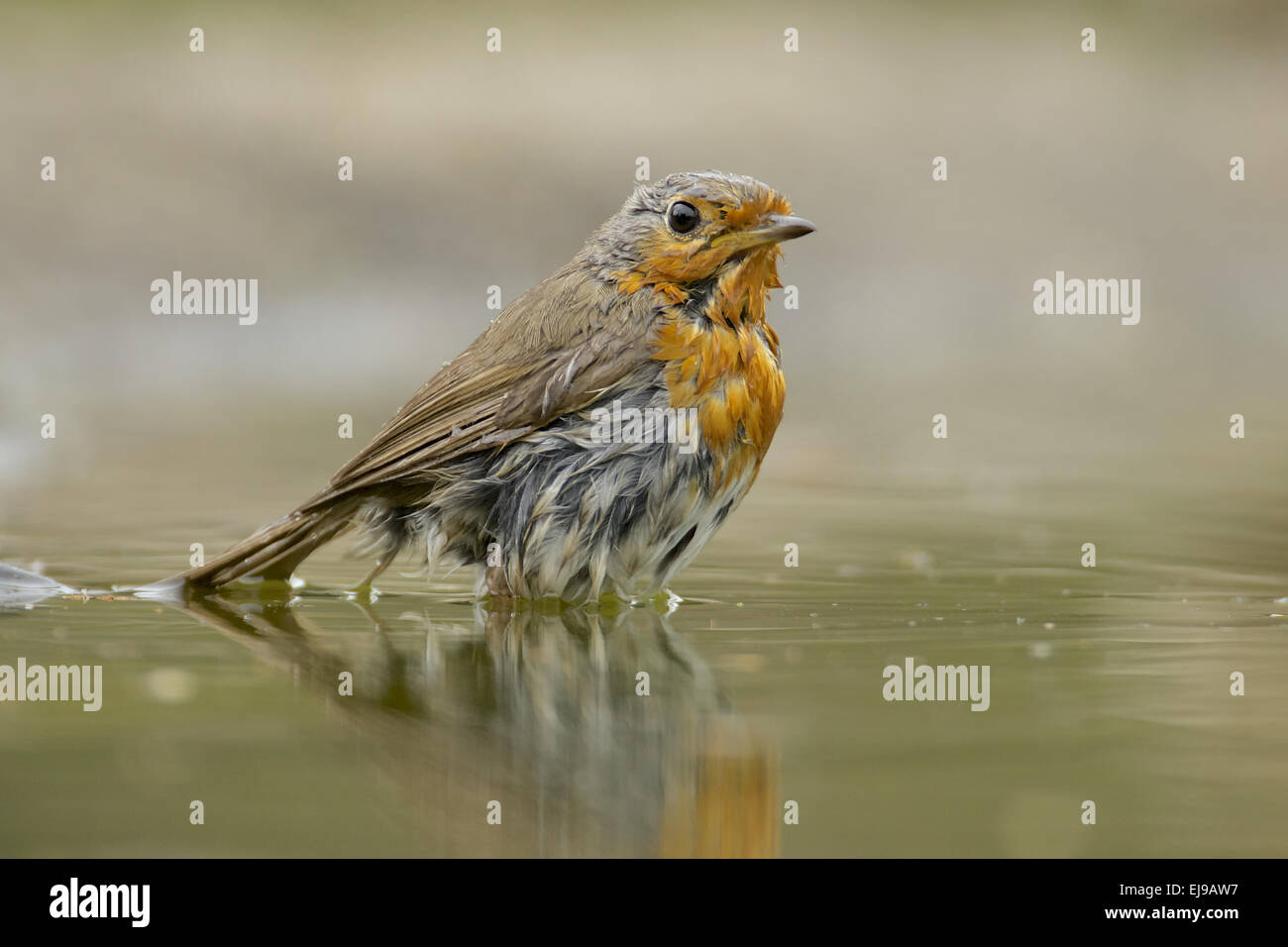 Pettirosso europeo Foto Stock