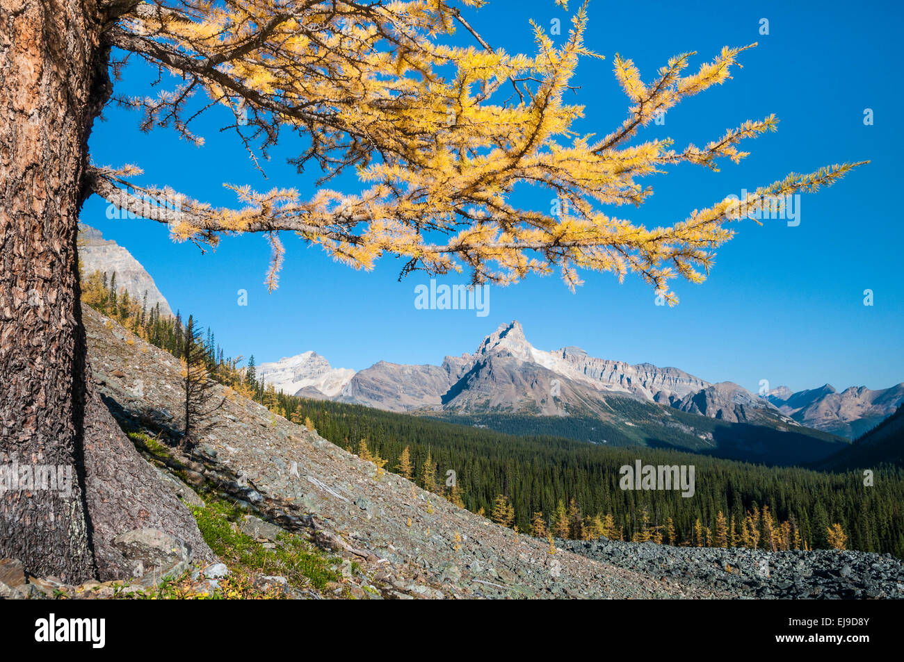 Cattedrale mountain incorniciato da alpine larice, Parco Nazionale di Yoho, British Columbia, Canada Foto Stock