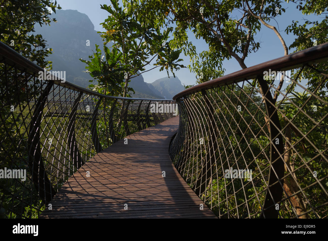 Il nuovo bellissimo ponte boomslang a Giardini Botanici di Kirstenbosch a Cape Town, Sud Africa. Foto Stock