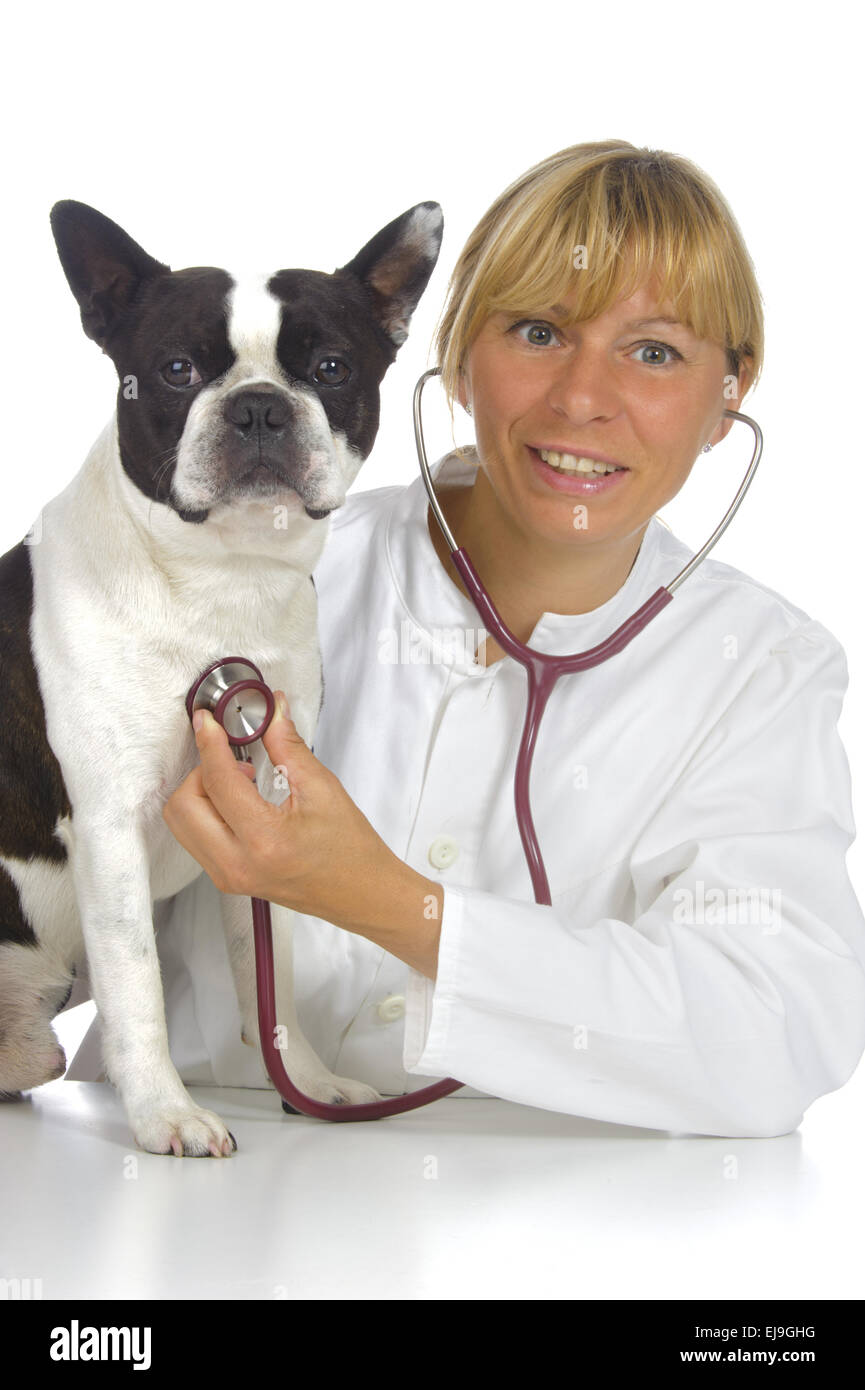 Femmina medico veterinario con Boston Terrier cane Foto Stock