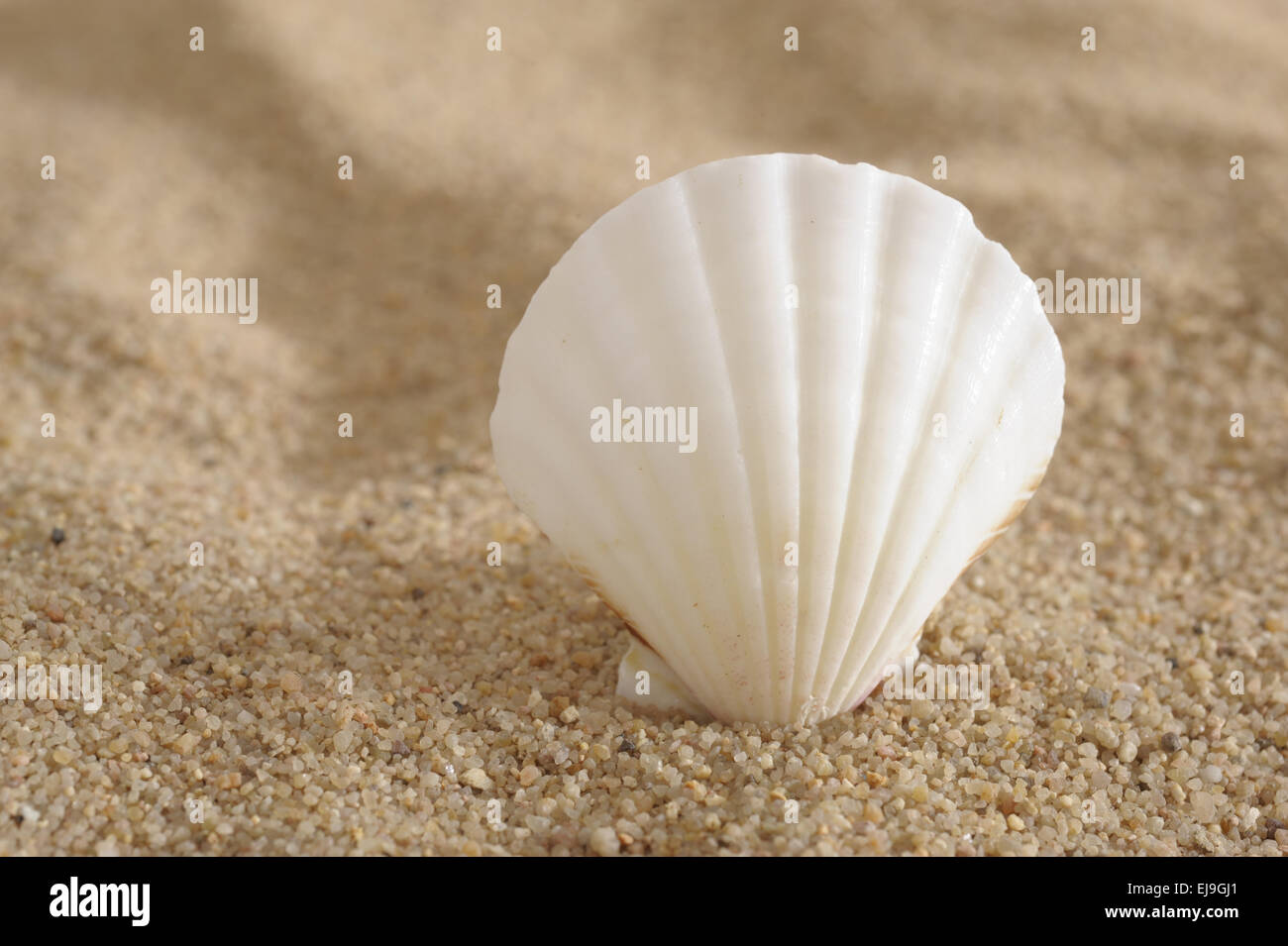 Le cozze alla spiaggia in sabbia Foto Stock