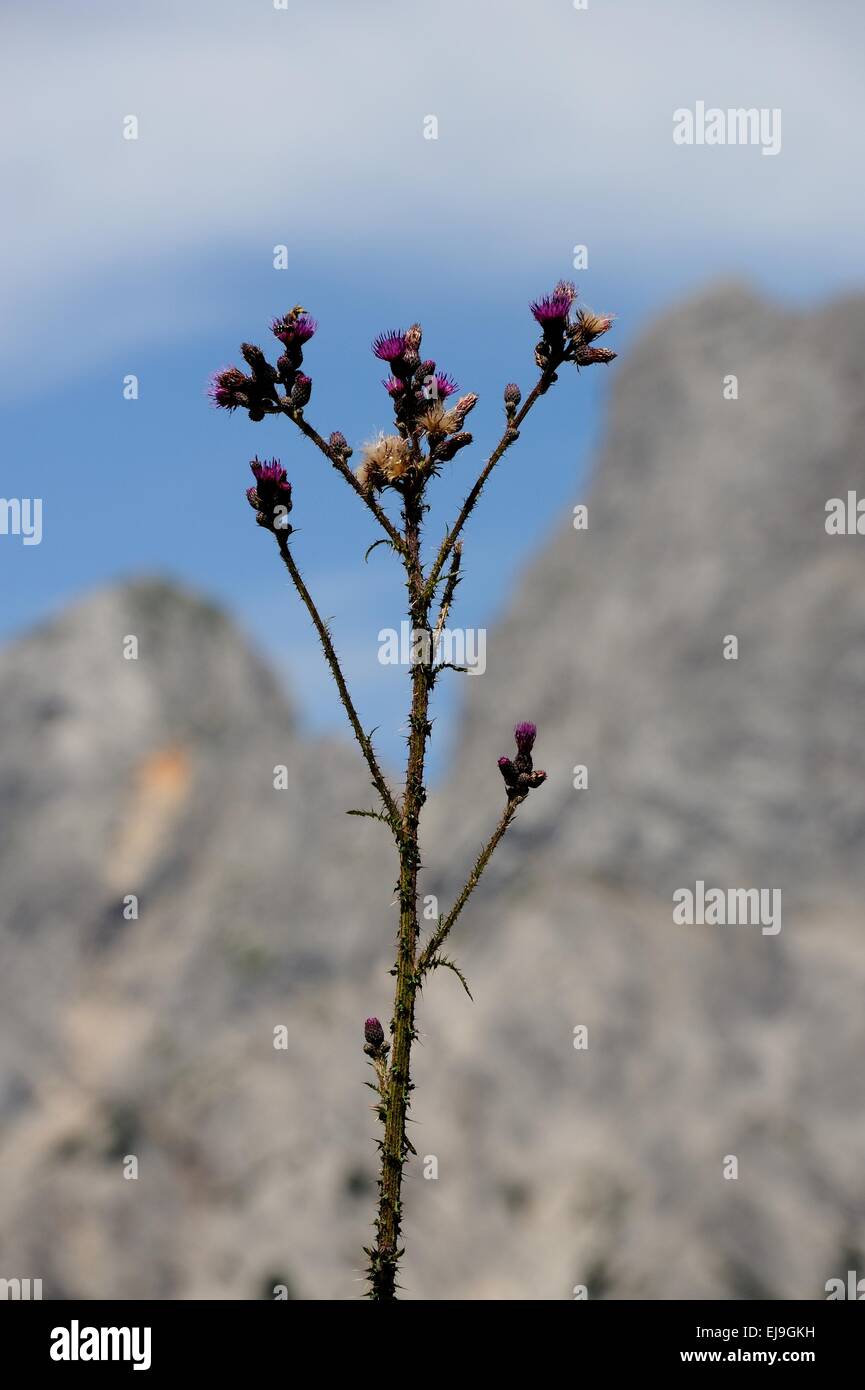 Cardo di montagna Foto Stock