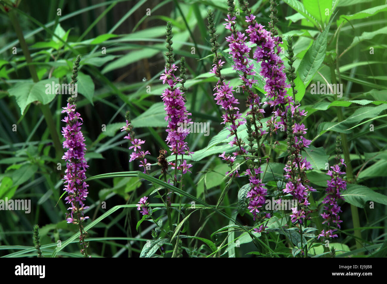 Purple loosestrife, Lythrum salicaria Foto Stock