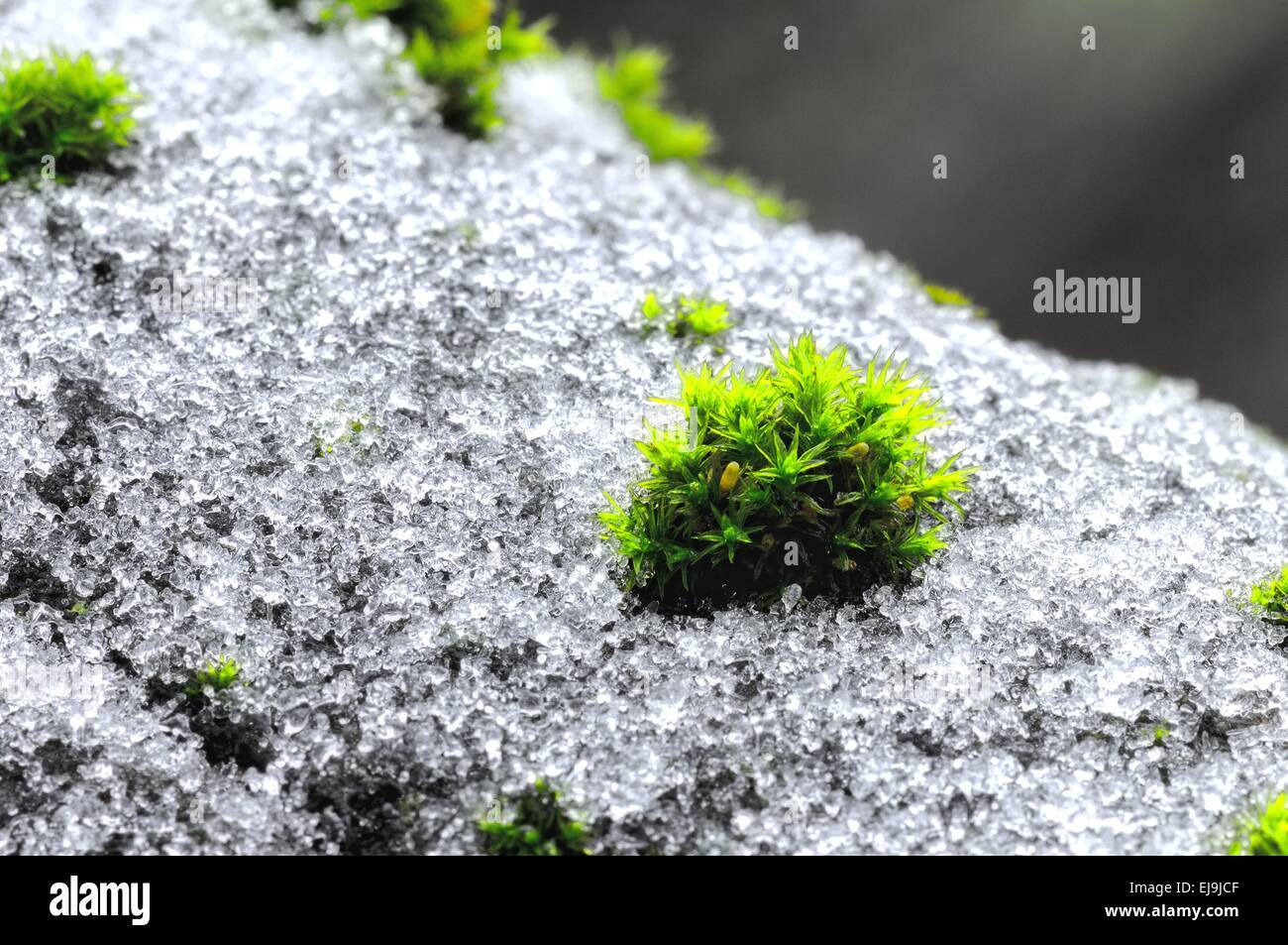 Dopo la neve la vita Foto Stock